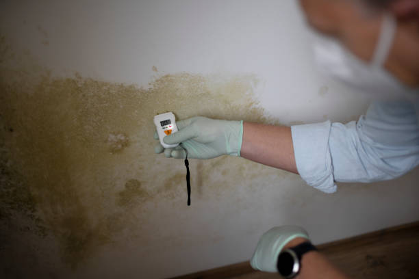 Best Mold Testing and Inspection Services in Belen, NM