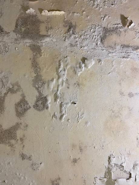 Best Preventive Mold Services in Belen, NM
