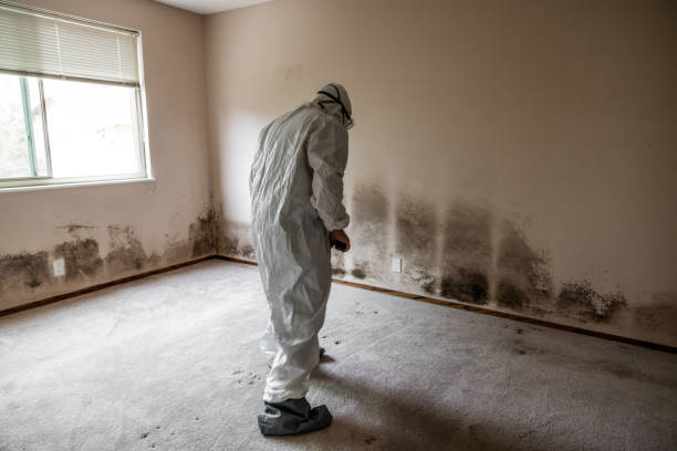 Trusted Belen, NM Mold Remediation Experts
