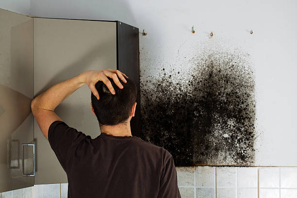 Best Attic Mold Remediation in Belen, NM